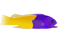 Pseudochromis Paccagnellae – paccagnella roma