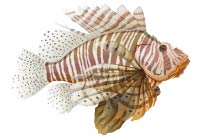 Pterois volitans pesce scorpione a roma