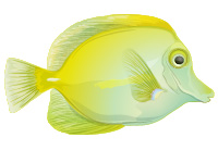 Zebrasoma flavescens pesce chirurgo roma