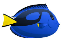 paracanthurus hepatus pesce chirurgo blu roma