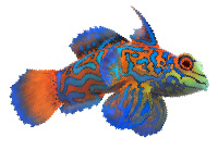 synchiropus splendidus – pesce mandarino roma