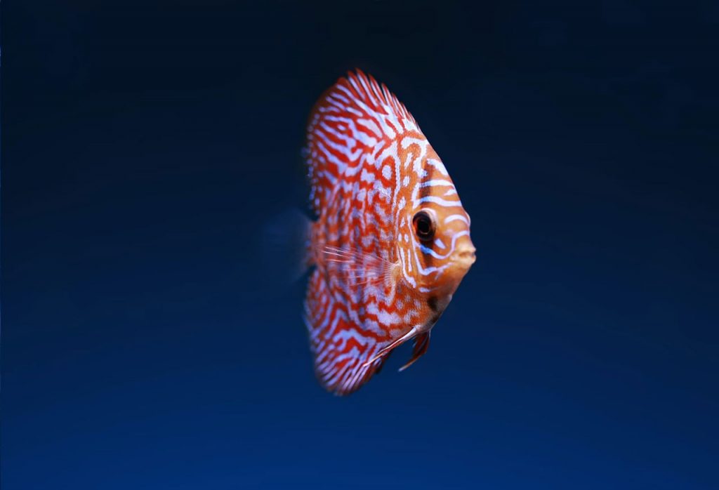 Discus - vendita pesci per acquari roma