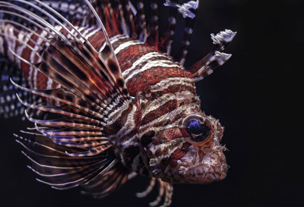 Pterois volitans - vendita pesci per acquari roma