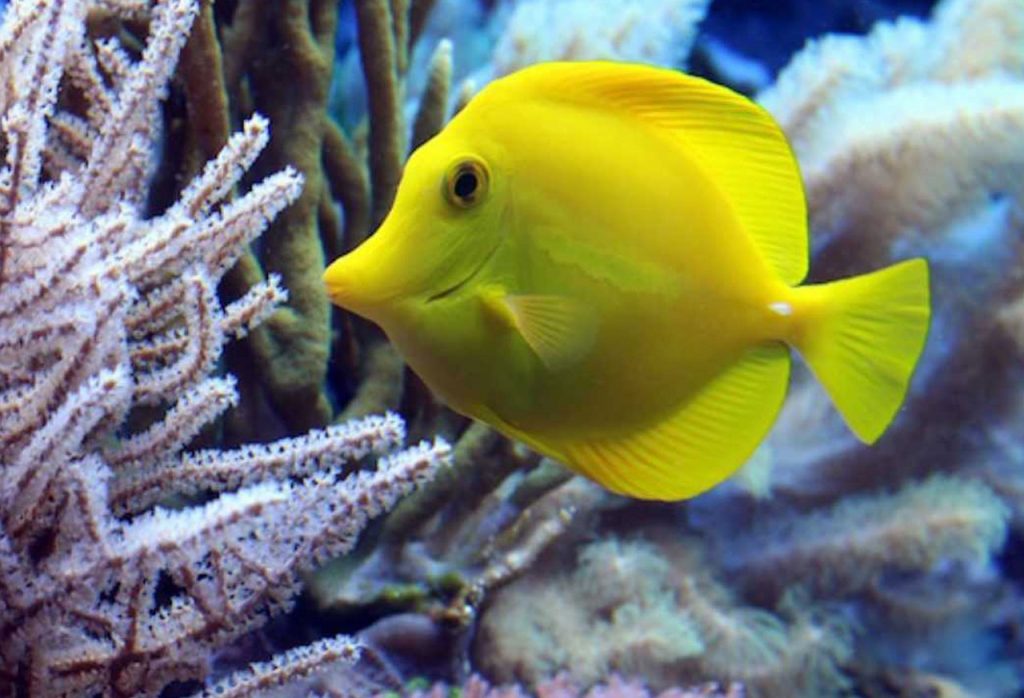 acquario marino roma